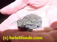 /home//u458753944/public_html/sourcegallery///////Roxborough Toad Detour/2022/2022-04-26/P4261112.JPG